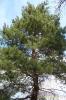 Pinus nigra